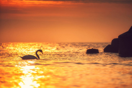 白色天鹅在海蓝色黑色背景上的日出