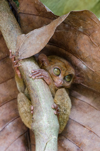 眼镜猴是一个夜间的物种, 其中一个最小的已知灵长类动物, 可以在薄荷岛发现