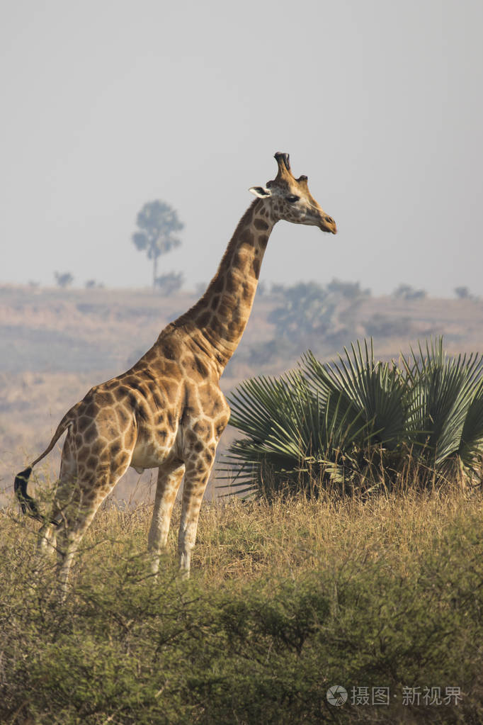 长颈鹿站在布什的稀树草原阳光灿烂的日子