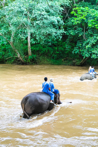 泰国北部丛林中的大象