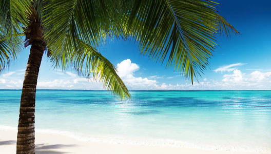 加勒比海滩和椰子棕榈树叶