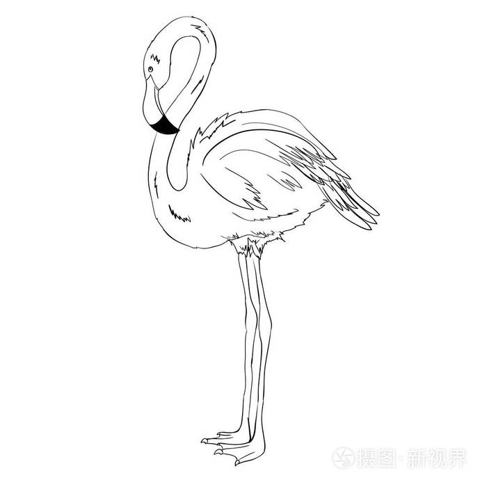 涂鸦风格.在白色背景上隔离.火烈鸟手画.