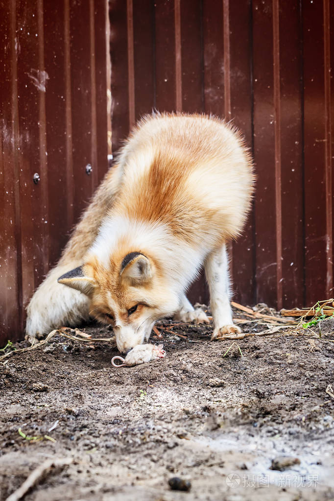 国内金狐及其猎物