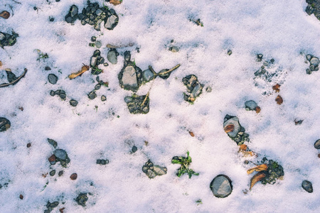 用石头 植物地上的雪