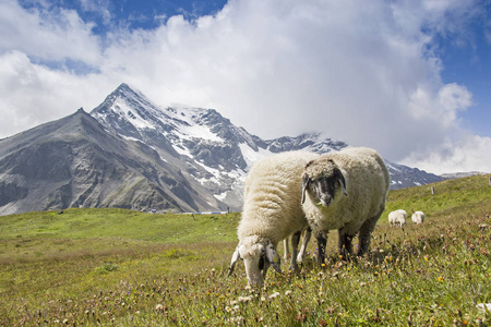 羊在 Hohe Tauern 山