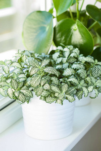 白色花盆中的植物 fittonia albivenis 和 peperomia