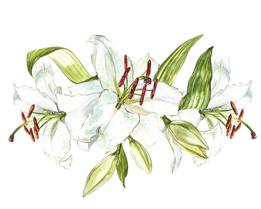 水彩集白百合, 手绘植物插图在白色背景下分离的花朵