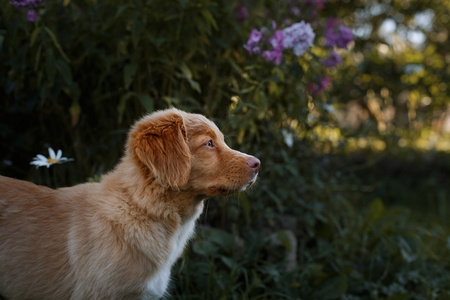 新斯科舍省鸭寻回犬的犬种