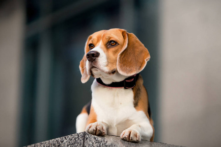 美丽的猎犬犬品种