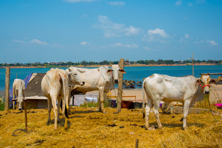 在柬埔寨的瘦白牛