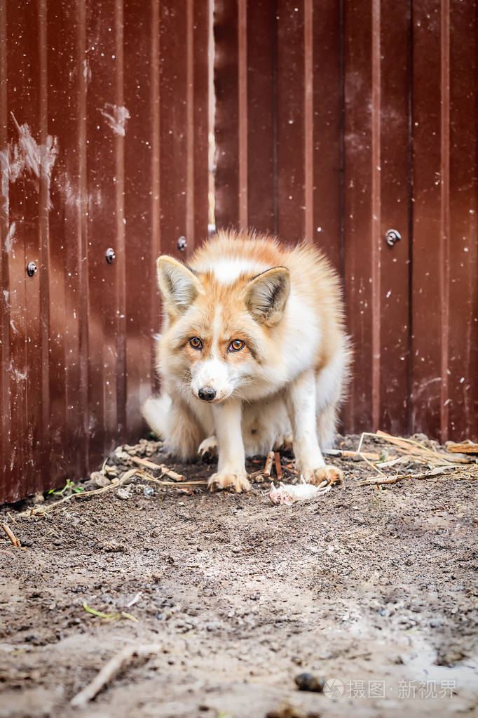 国内金狐及其猎物