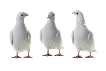 三个白色鸽子孤立在一张白纸