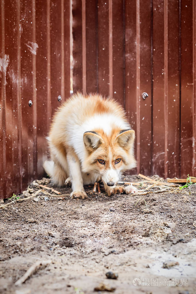 国内金狐及其猎物