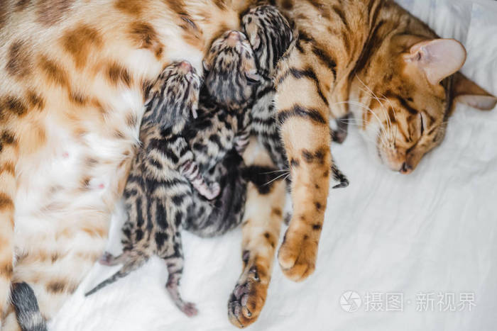 bengalcats 小猫舍