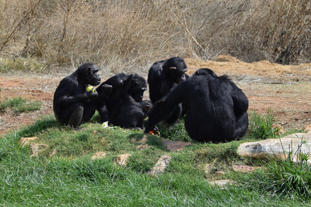 黑猩猩野生动物