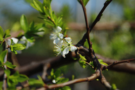 花园里的花树