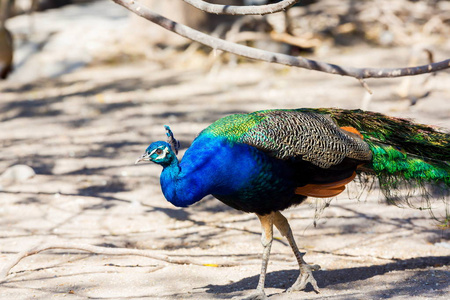 印度豌豆孔雀或印度豌豆鸡照片