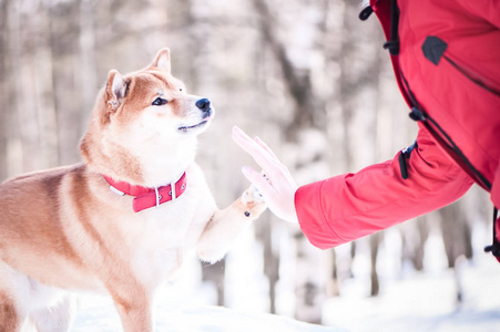 柴犬养狗和一个女孩玩, 给她一只爪子, 在一个碧