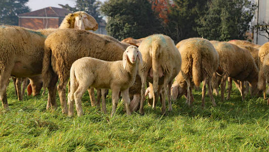 与许多在草地上吃草的绵羊群