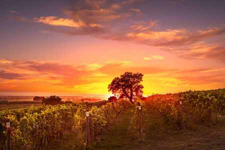 Bolgheri 和 Castagneto 的葡萄园，树在背光的夕阳