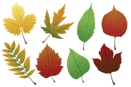 色彩缤纷的秋天的树叶矢量元素照片