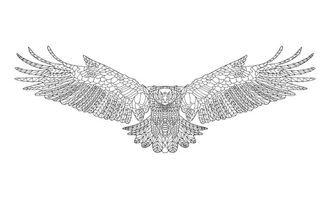 鹰结构素描图片