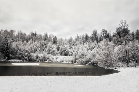 俄罗斯。卡累利.卡瑞洛芬森林在冬天。雪中的树