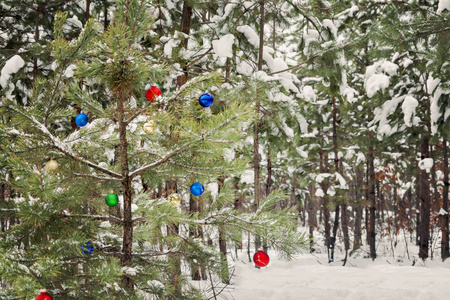 装饰圣诞树雪松树林中