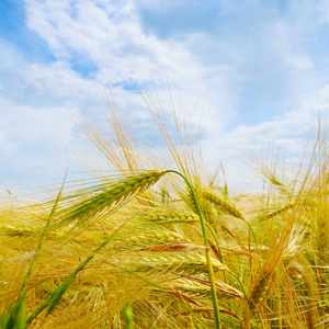 字段与成熟的麦穗小麦和蓝色多云的天空