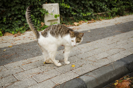 无效的猫被截肢的爪子图片