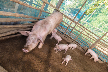养猪猪农村养猪照片