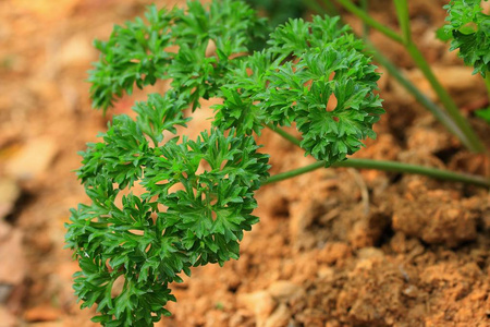 绿香菜植物药草