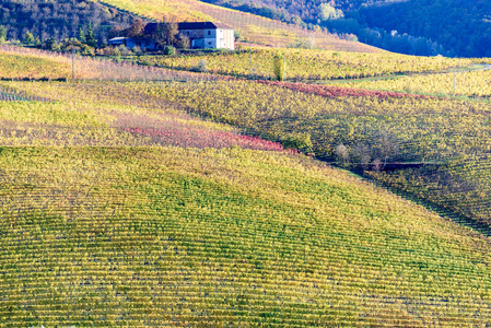 秋天在意大利北部地区被称为 langhe 多彩酒