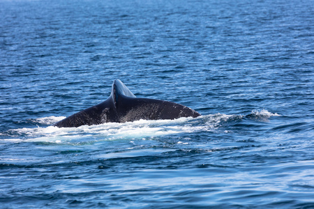 科德角的鲸鱼的尾巴