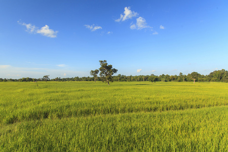 绿色大米场风景背景