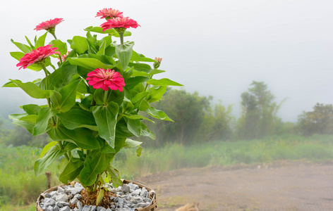 菊花的迷雾山脉的背景。自定义颜色是美丽