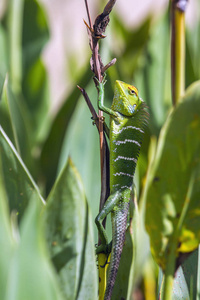 在艾拉，斯里兰卡 Uva 省绿色森林蜥蜴
