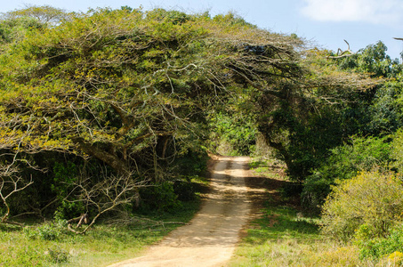 南非花园大道 Isimangaliso 湿地公园