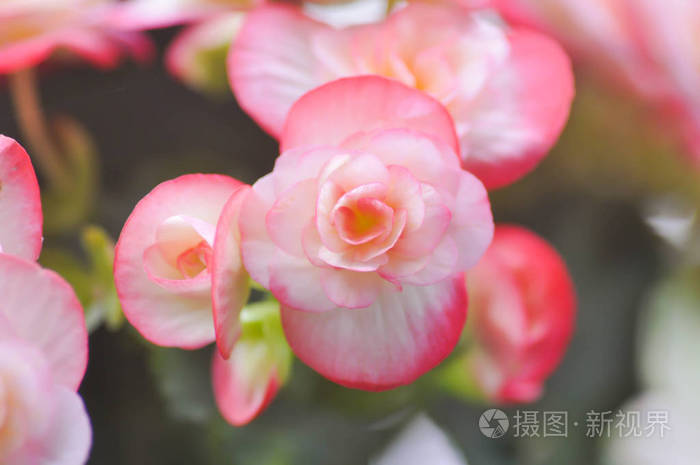 海棠花粉红色花
