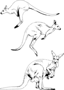跳跃的袋鼠在一个白色背景标志上手工绘制在油墨