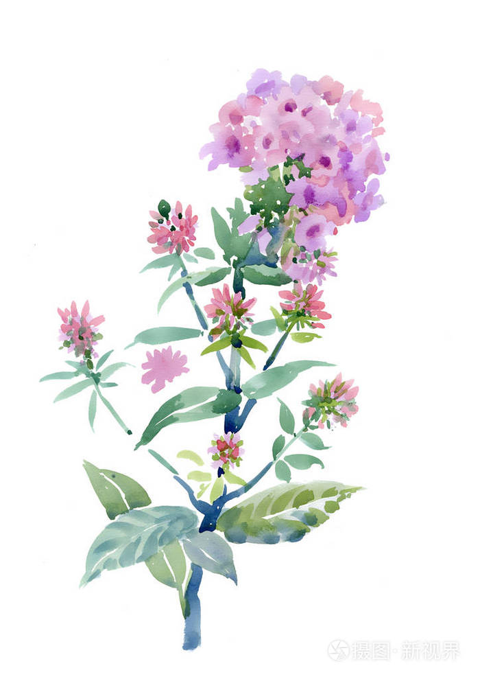 手绘花白色背景上孤立