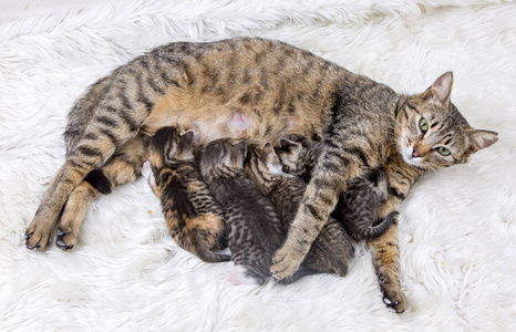 猫妈妈和小猫图片