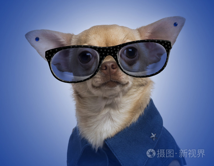 戴着耳环,戴着蓝色眼镜的吉娃娃
