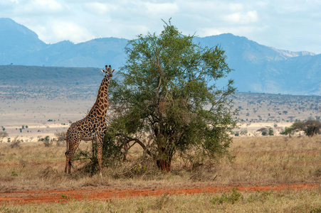 长颈鹿在肯尼亚国家公园