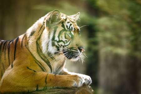 西伯利亚虎 — — 东北虎照片