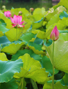 莲花在公园里