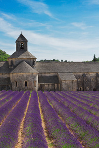修道院 Senanque 和薰衣草领域法国