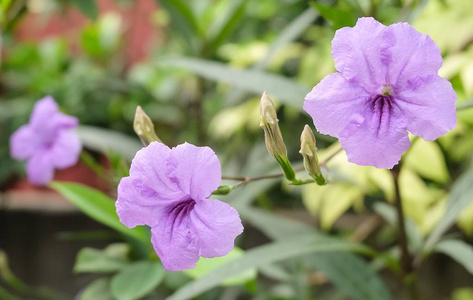 紫色 Ruellia 荸荠或 Minnieroot 花园