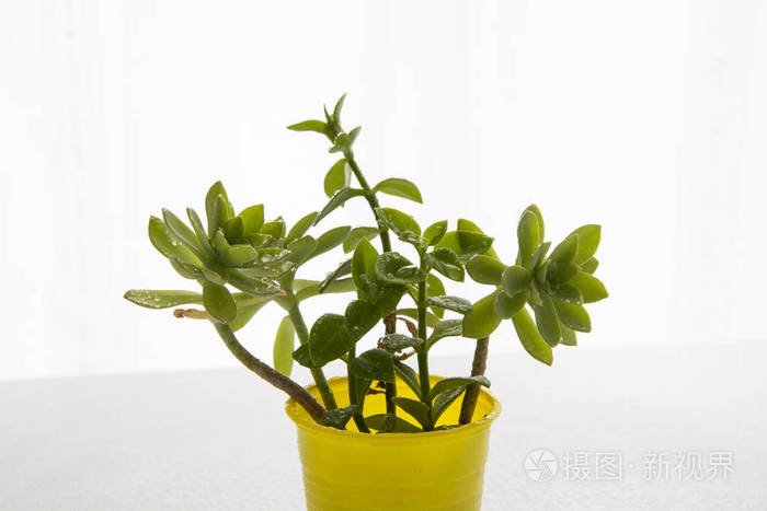 装饰的家庭植物和花卉照片 正版商用图片0g6mjs 摄图新视界 装饰的家庭植物和花卉照片 正版商用图片0g6mjs 摄图新视界