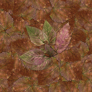 无缝背景图案纹理的石莓叶 集 1